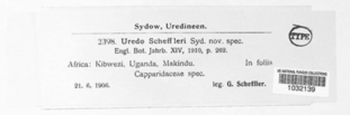 Hemileia scheffleri image